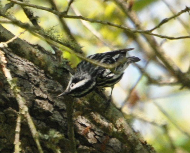 DSC_0346b.JPG