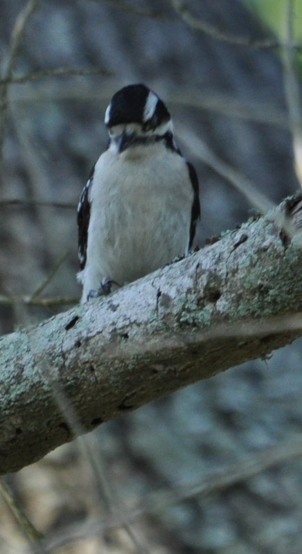DSC_0644b.JPG