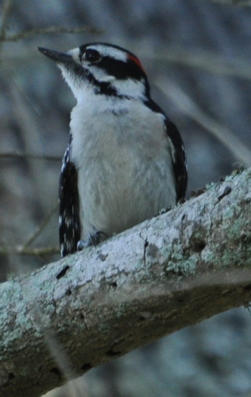 DSC_0645b.JPG