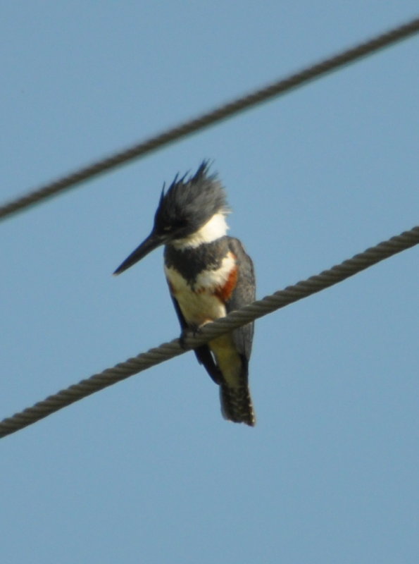 DSC_0110b.JPG