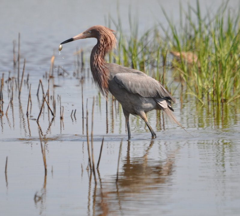 DSC_0560b.JPG