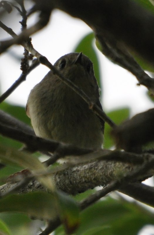DSC_0650b.JPG