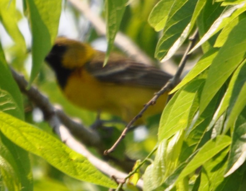 DSC_0369b.JPG