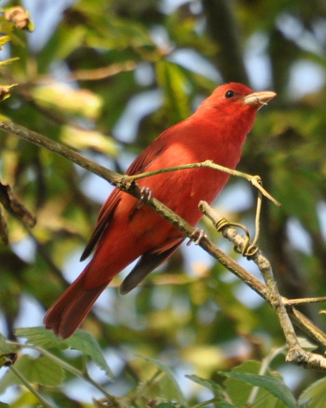 DSC_0203b.JPG