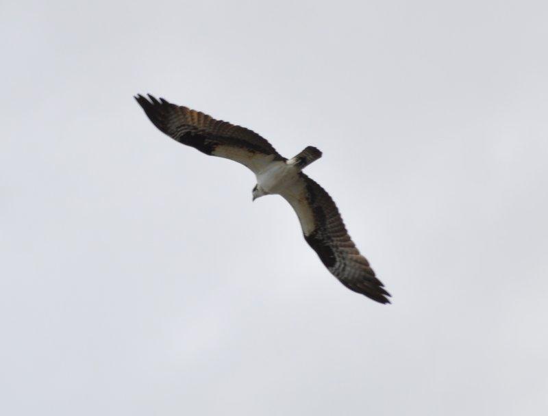 DSC_0157b.JPG