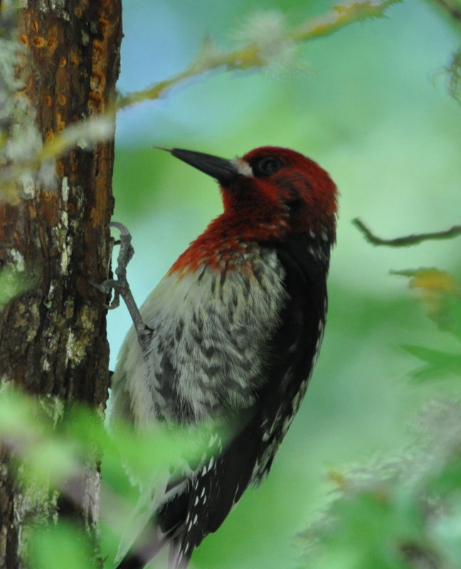 DSC_0049b.JPG