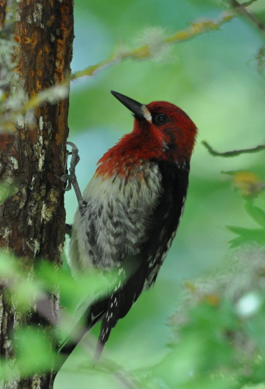 DSC_0051b.JPG