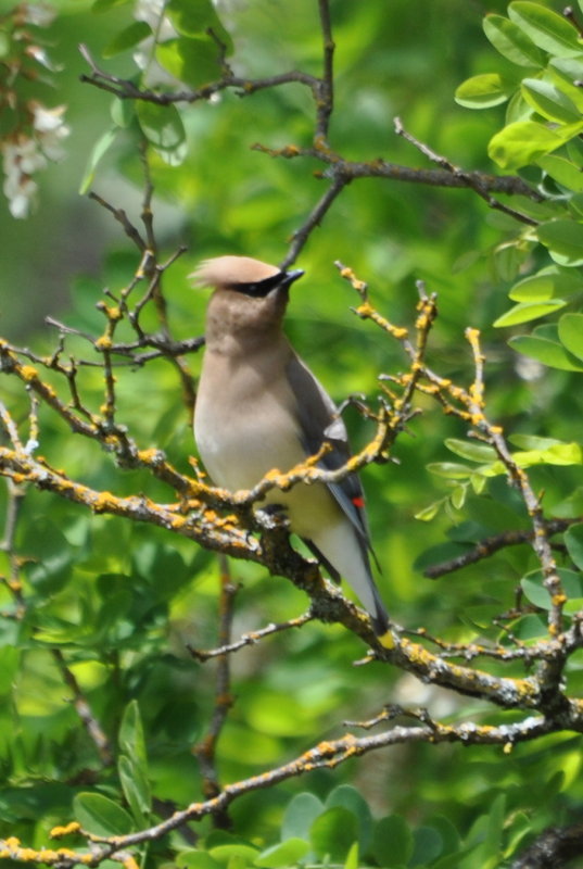 DSC_0251b.JPG
