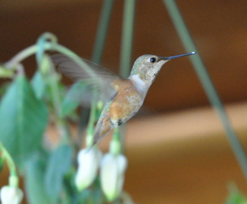 DSC_0553b.JPG