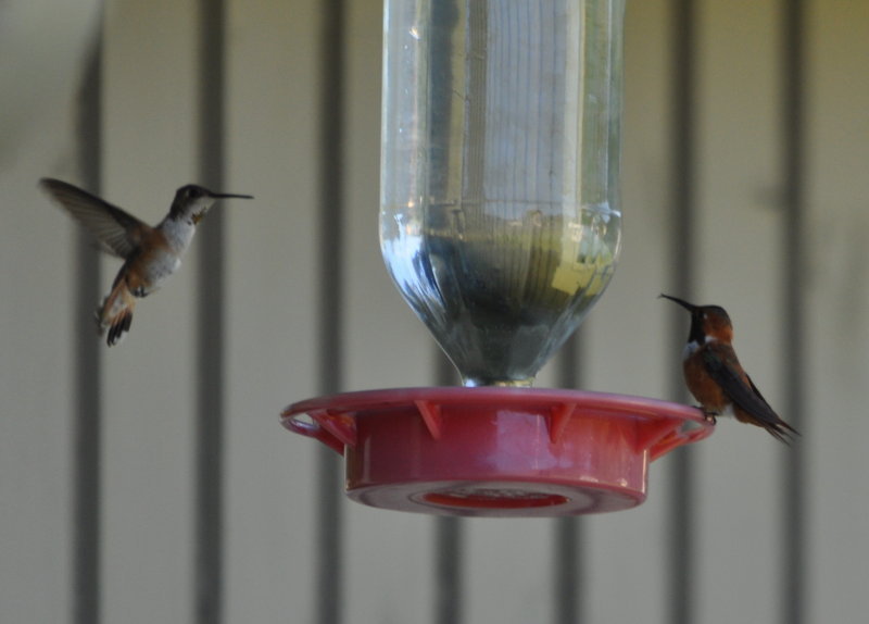 DSC_0700b.JPG
