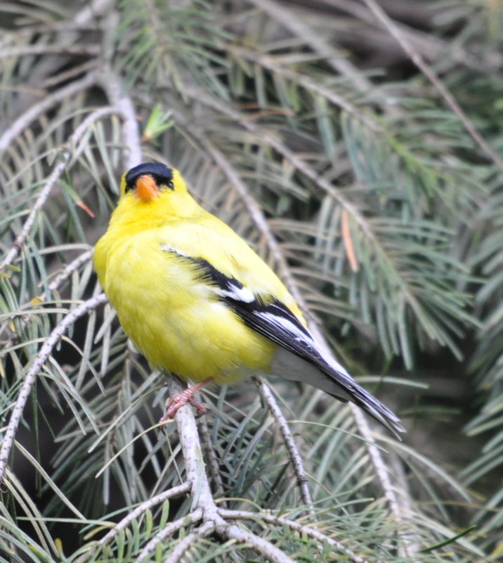 DSC_0729b.JPG