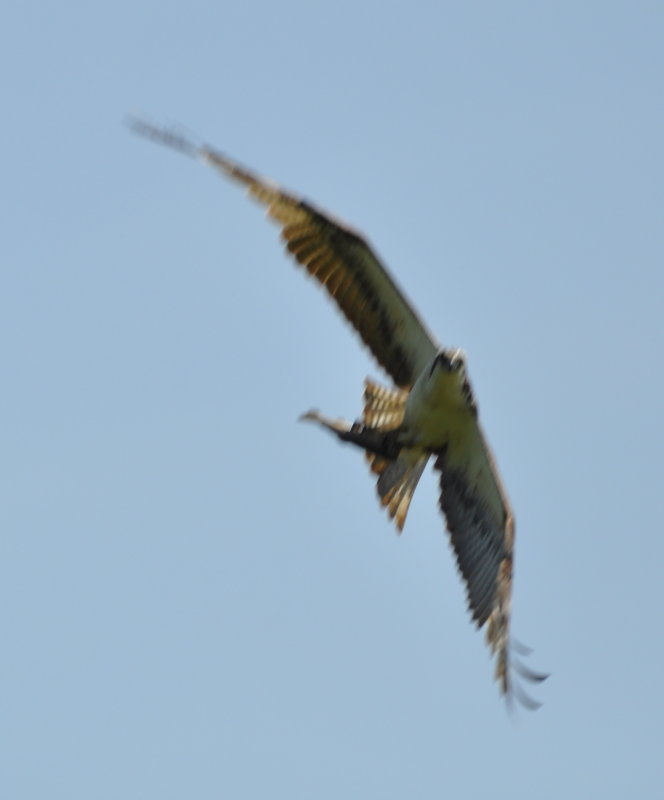 DSC_0751b.JPG