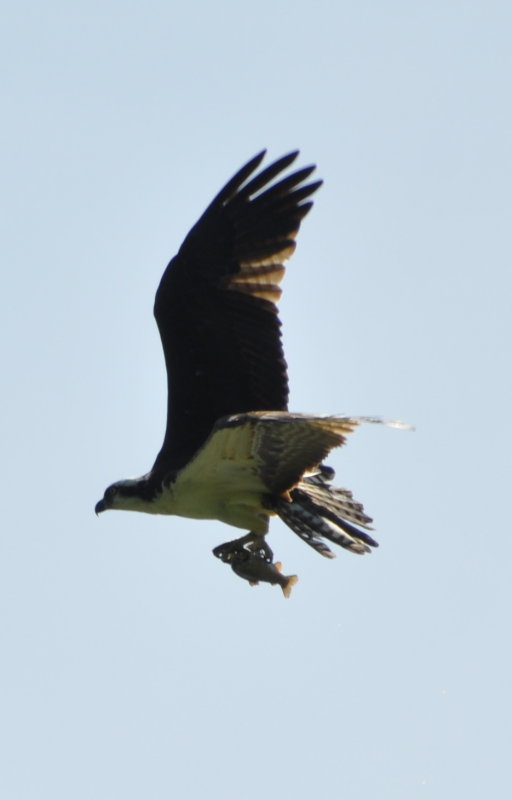 DSC_0757b.JPG