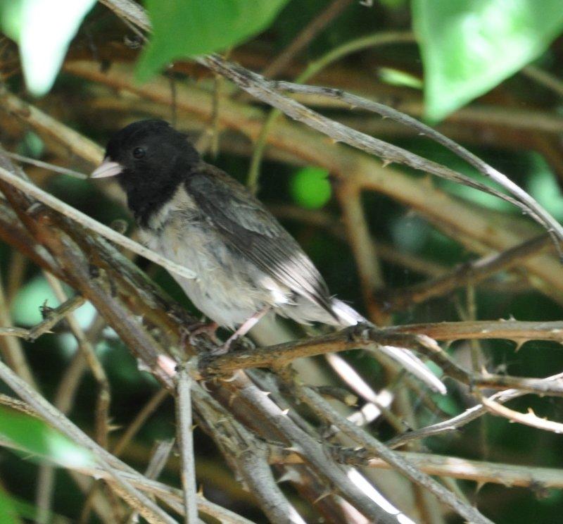 DSC_0796b.JPG