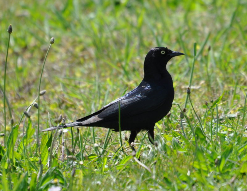 DSC_0831b.JPG