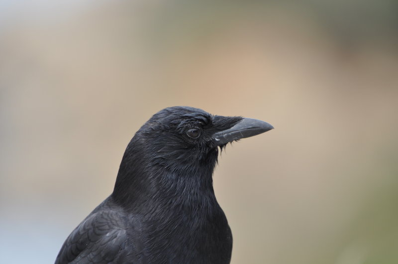 DSC_0939b.JPG
