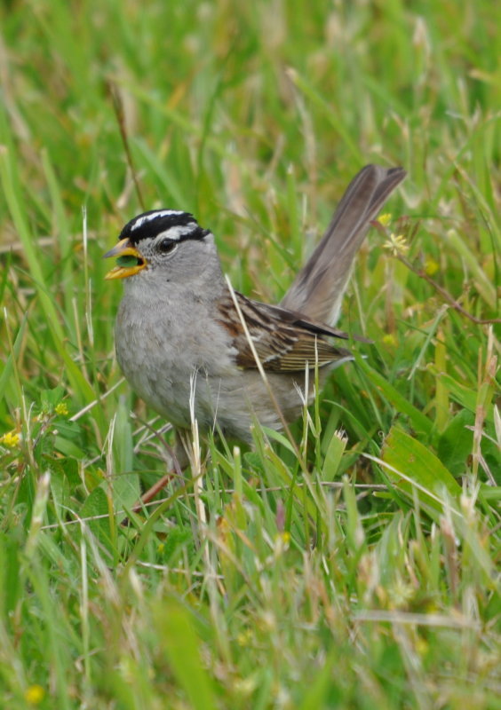 DSC_0976b.JPG