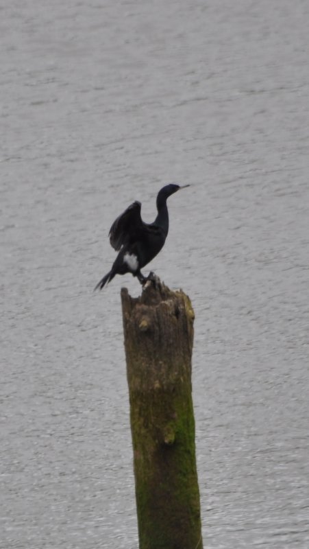 DSC_0011b.JPG