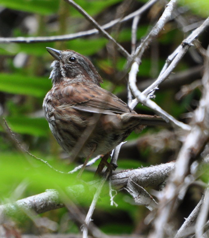 DSC_0124b.JPG