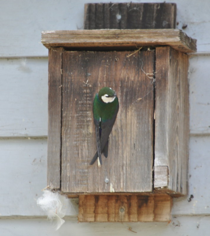 DSC_0071b.JPG