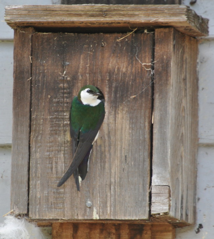 DSC_0082b.JPG