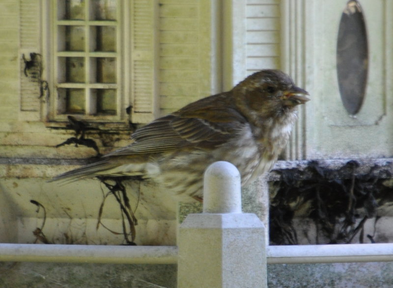 DSC_0157b.JPG