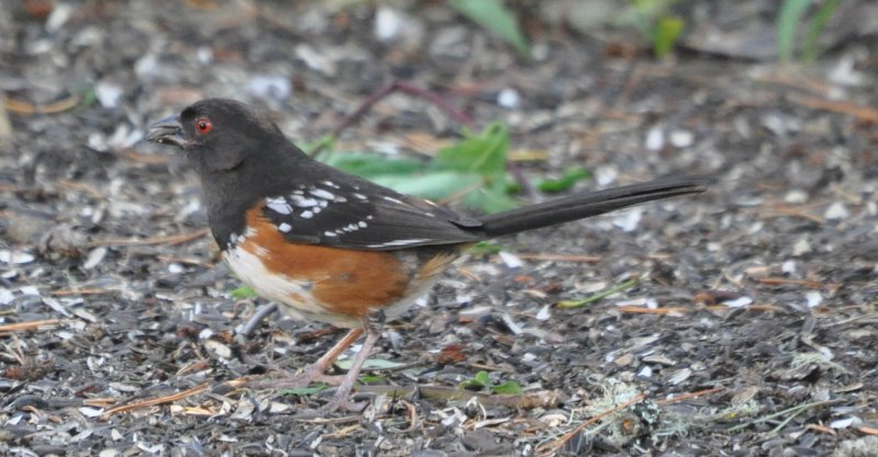 DSC_0170b.JPG