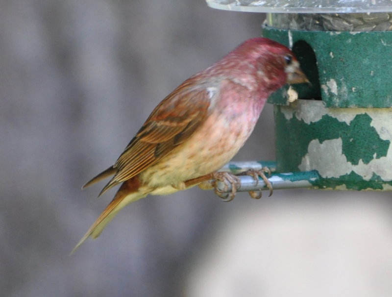 DSC_0214b.JPG
