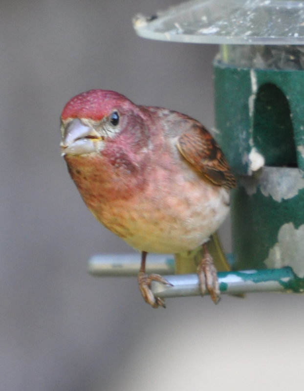 DSC_0216b.JPG