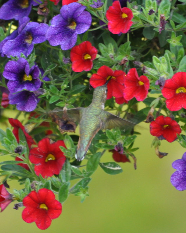 DSC_0223b.JPG