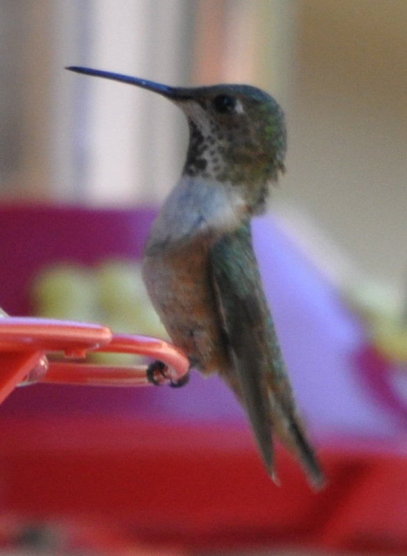 DSC_0317b.JPG