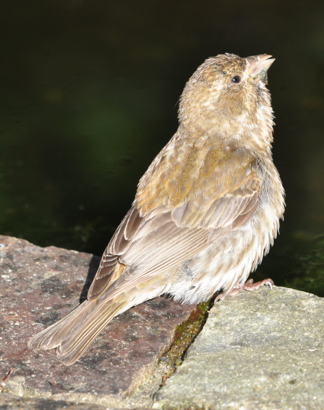 DSC_0369b.JPG