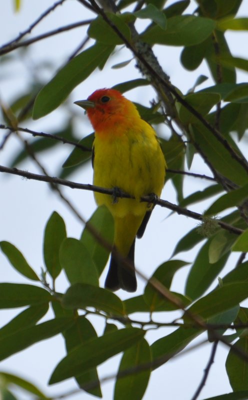 DSC_0395b.JPG