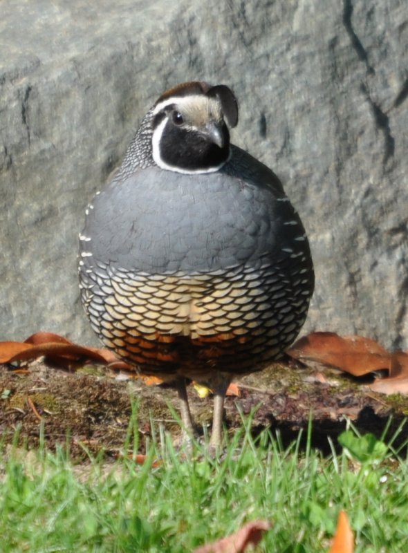 DSC_0423b.JPG