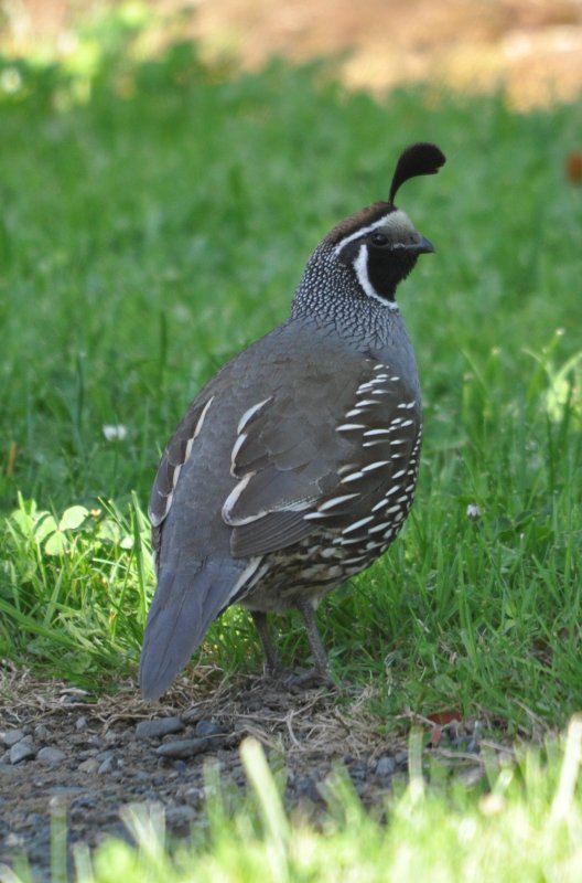 DSC_0514b.JPG