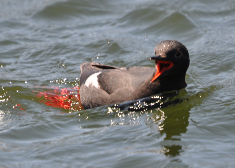 DSC_0168b.JPG