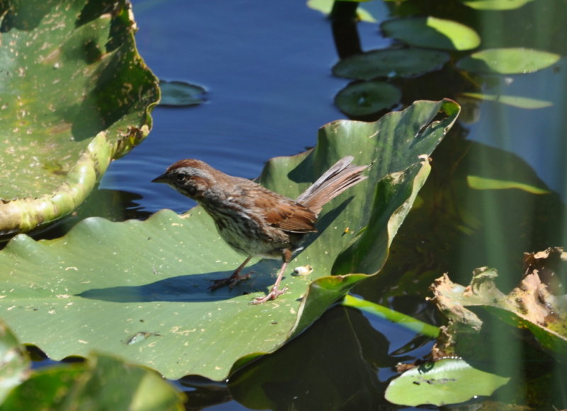 DSC_0297b.JPG