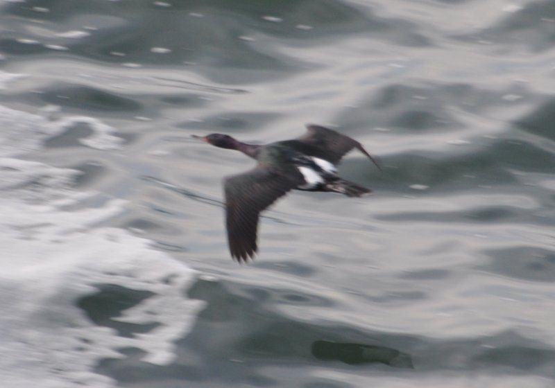 DSC_0625b.JPG