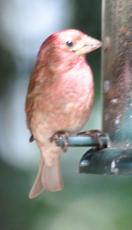 DSC_0324f.JPG