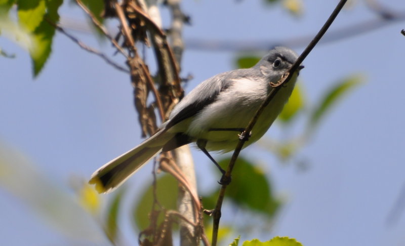 DSC_0392b.JPG