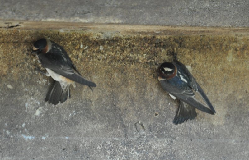 DSC_0088b.JPG