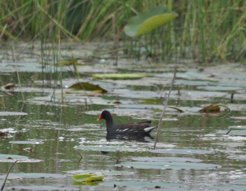 DSC_0673b.JPG