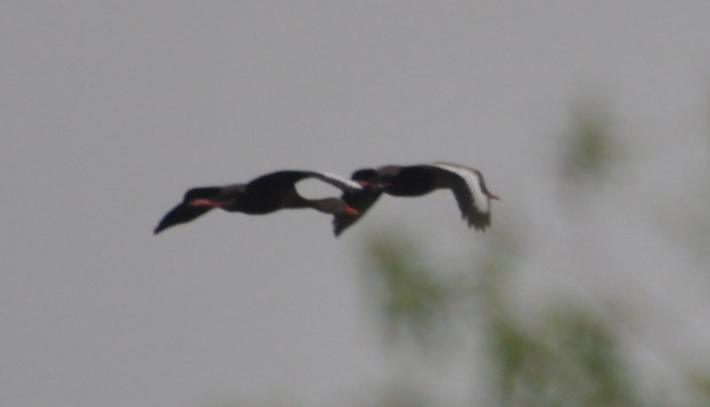DSC_0715b.JPG