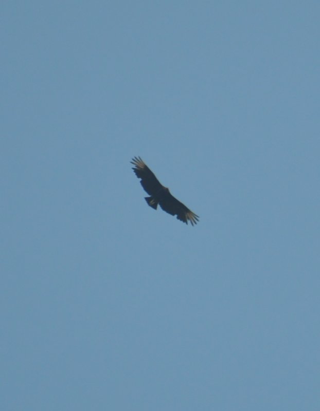 DSC_0177b.JPG