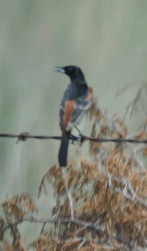 DSC_0255b.JPG