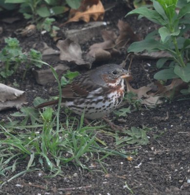DSC_2002b.JPG