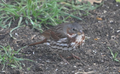 DSC_2034b.JPG