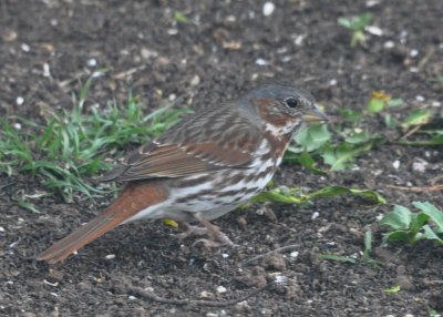 DSC_2040b.JPG