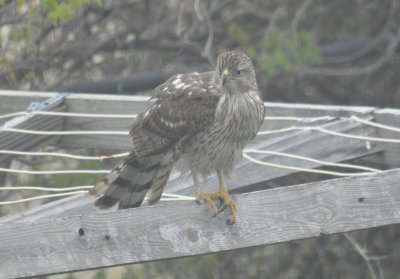 Backyard Cooper's Hawk, Mar 27, 2011
