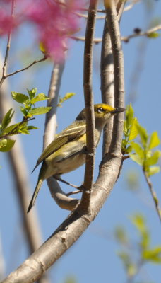 DSC_0568b.JPG